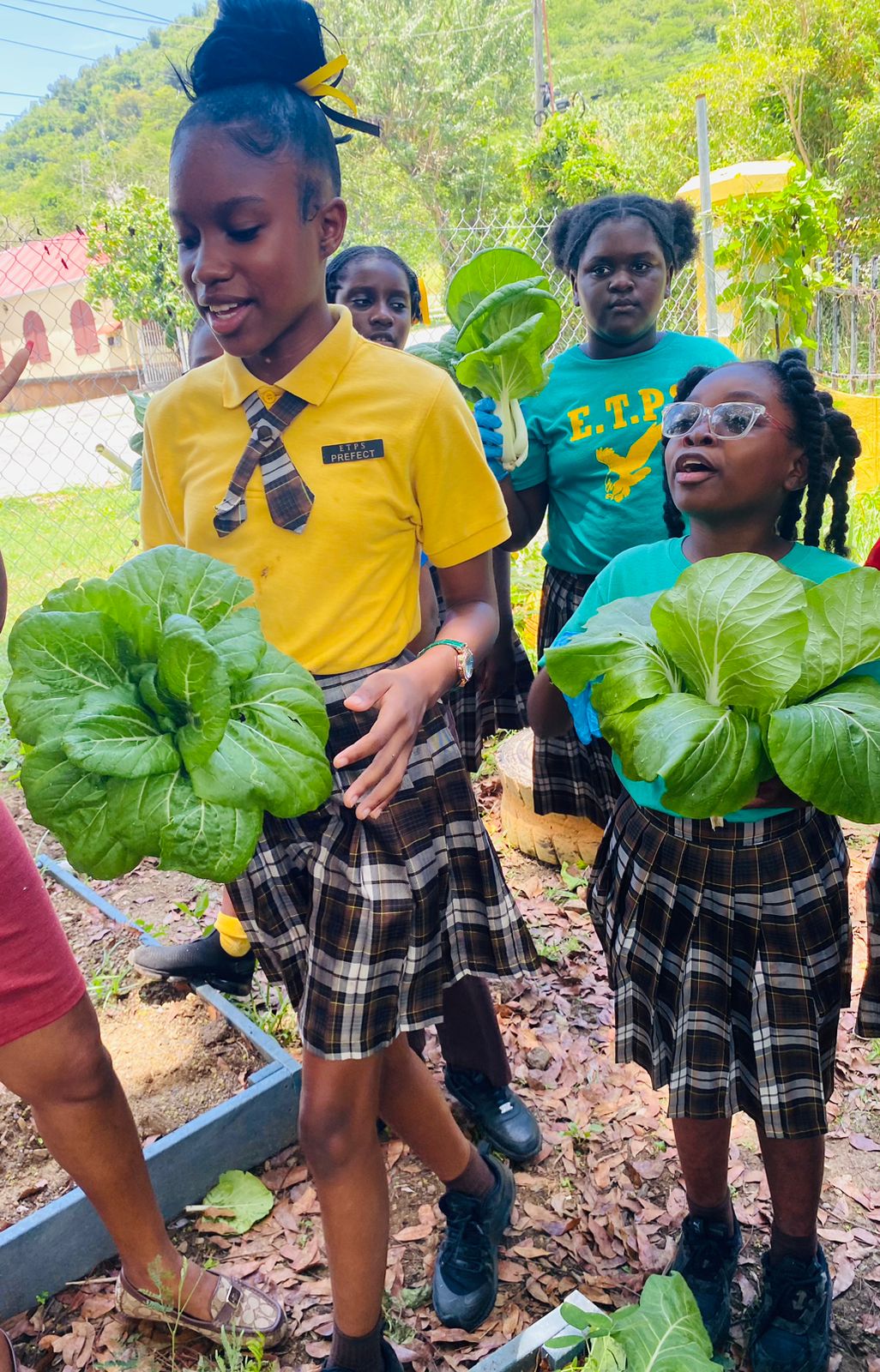 Garden Bok Choy Harvest Girls